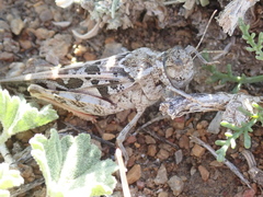 Hippiscini