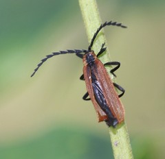 Trichalus ampliatus