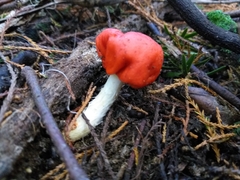 Leratiomyces erythrocephalus