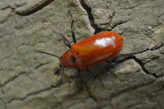 Strongylium hoepfneri