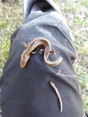 Oligosoma polychroma