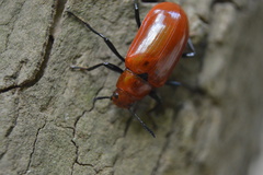 Strongylium hoepfneri