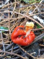Leratiomyces erythrocephalus