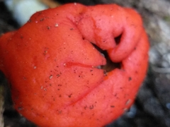 Leratiomyces erythrocephalus