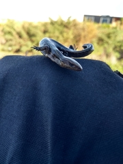 Oligosoma polychroma