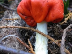 Leratiomyces erythrocephalus