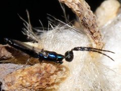 Calosotinae
