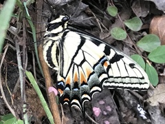 Papilio alexiares garcia