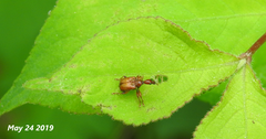 Apoderinae