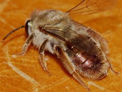 Leioproctus clarki
