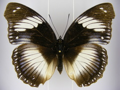 Hypolimnas salmacis salmacis