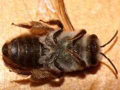 Leioproctus clarki