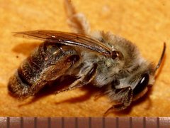 Leioproctus clarki