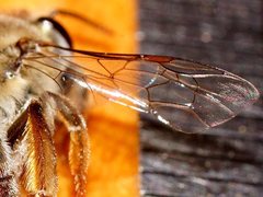 Leioproctus clarki