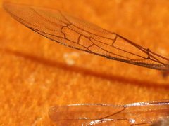 Leioproctus clarki