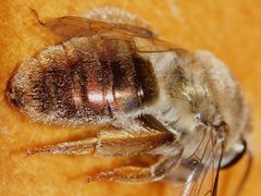 Leioproctus clarki