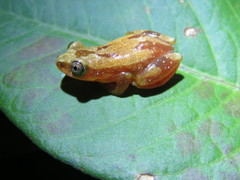 Afrixalus delicatus