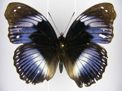 Hypolimnas salmacis salmacis