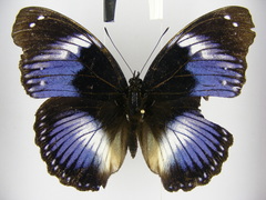 Hypolimnas salmacis salmacis