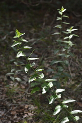 Ditaxis simulans
