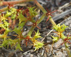 Chorizanthe procumbens