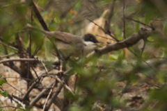 Curruca crassirostris