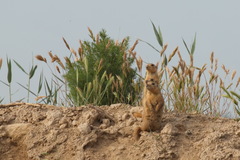 Spermophilus fulvus