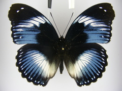 Hypolimnas salmacis salmacis