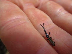 Brentidae