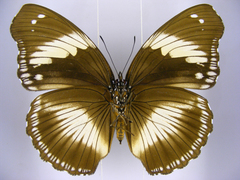 Hypolimnas salmacis salmacis