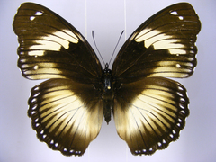 Hypolimnas salmacis salmacis