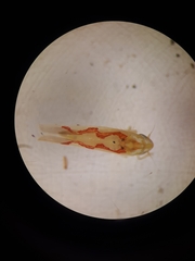 Zygina flammigera