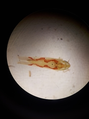 Zygina flammigera