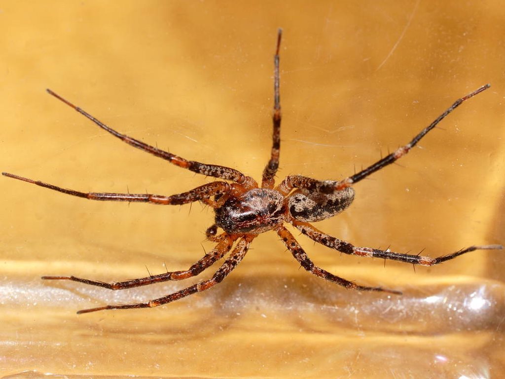 Marbled Swift Spider