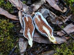 Clavogaster virescens