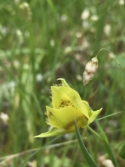 Calochortus amabilis × tolmiei