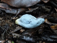 Clavogaster virescens