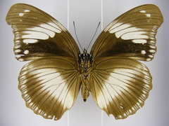 Hypolimnas salmacis salmacis