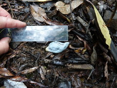 Clavogaster virescens