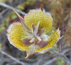 Calochortus weedii intermedius