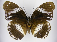 Hypolimnas salmacis salmacis