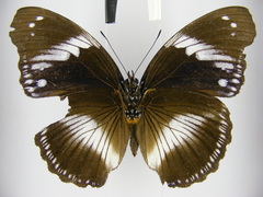 Hypolimnas salmacis salmacis