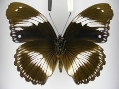 Hypolimnas salmacis salmacis