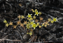 Dudleya multicaulis