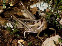 Austracris guttulosa