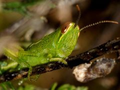 Austracris guttulosa