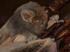 Chalinolobus gouldii