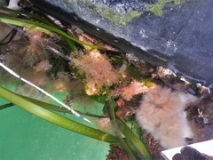 Eupentacta quinquesemita