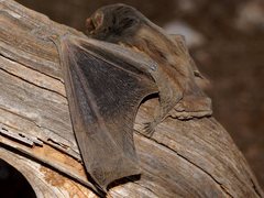 Chalinolobus gouldii