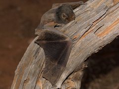 Chalinolobus gouldii